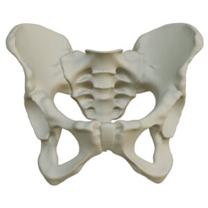 Hueso Pelvis Anatomía, Estudio Médico, Exhibición, Maqueta 3d
