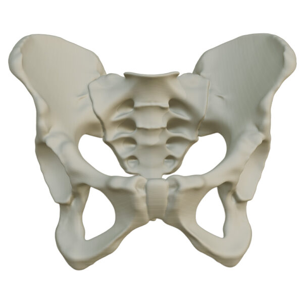 Hueso Pelvis Anatomía, Estudio Médico, Exhibición, Maqueta 3d