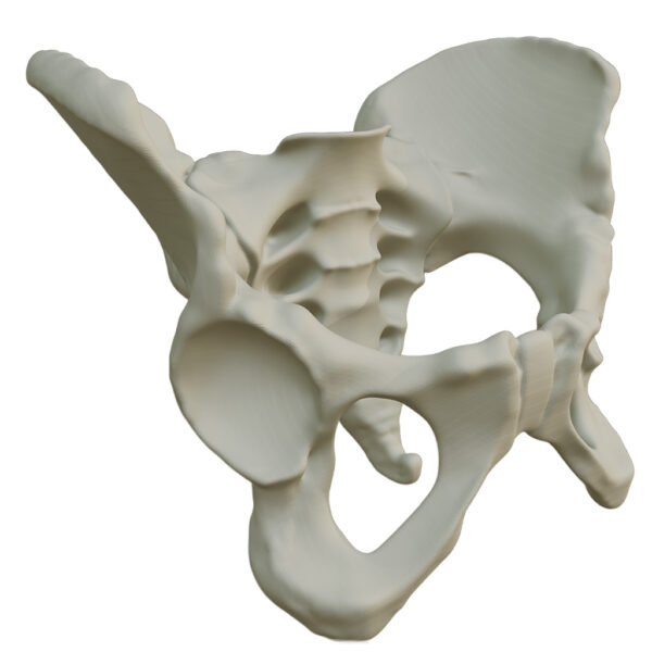 Hueso Pelvis Anatomía, Estudio Médico, Exhibición, Maqueta 3d - Image 2