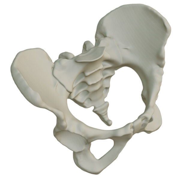 Hueso Pelvis Anatomía, Estudio Médico, Exhibición, Maqueta 3d - Image 3