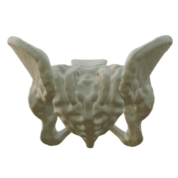 Hueso Pelvis Anatomía, Estudio Médico, Exhibición, Maqueta 3d - Image 6
