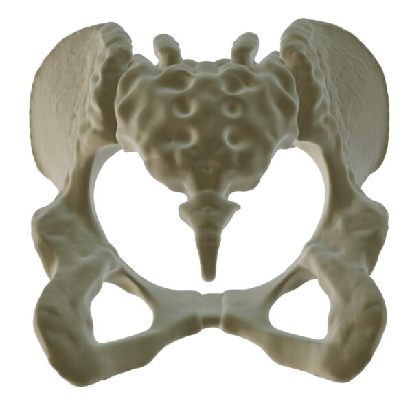Hueso Pelvis Anatomía, Estudio Médico, Exhibición, Maqueta 3d - Image 5