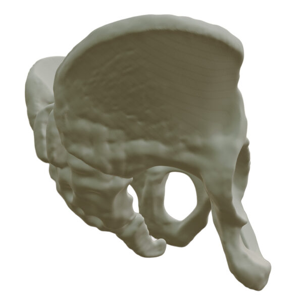 Hueso Pelvis Anatomía, Estudio Médico, Exhibición, Maqueta 3d - Image 4
