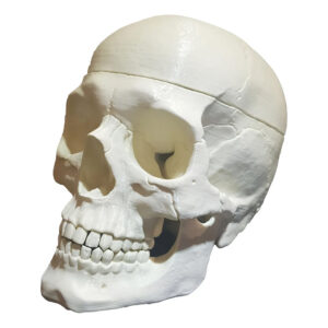 Cráneo Humano Replica Exacta con Cartílagos Nasal Impresion3d