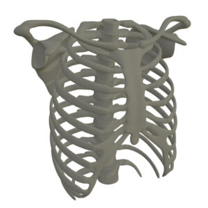 Hueso Caja Torácica, Tórax Anatomía Esqueleto Humano